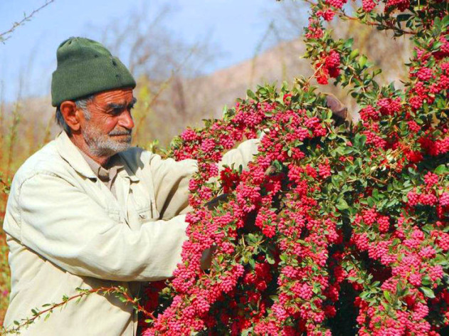 Barberry iran