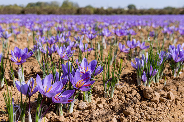 iran saffron